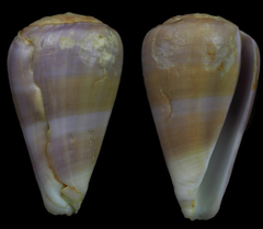 Conus carnalis