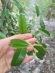 Quadrella jamaicensis