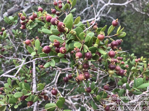 Algrizea macrochlamys