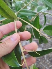 Quadrella jamaicensis