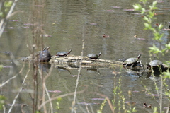 Chrysemys picta marginata