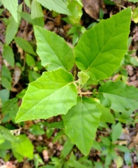 Pericallis appendiculata