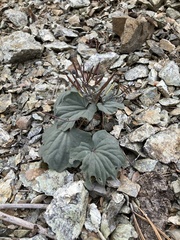 Cardamine pachystigma