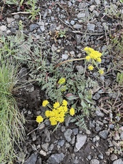 Lomatium vaginatum
