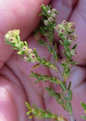 Erica serrata