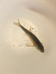 Richardsonius egregius