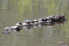 Graptemys geographica