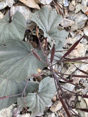 Cardamine pachystigma