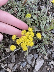 Lomatium vaginatum