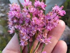 Erica vogelpoelii