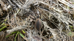 Carabus depressus