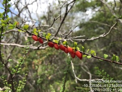 Erythroxylaceae