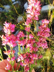 Erica vogelpoelii