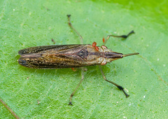 Raphirhinus phosphoreus