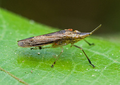 Raphirhinus phosphoreus