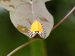 Pseudatteria volcanica