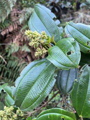 Miconia cundinamarcensis