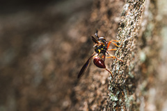 Monoceromyia floridensis