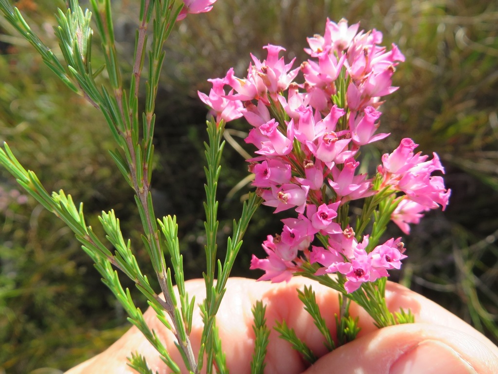 Browntip Urn Heath