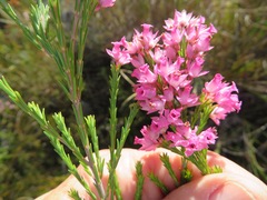 Erica vogelpoelii