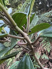 Miconia cundinamarcensis