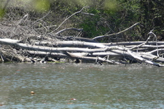 Chrysemys picta marginata