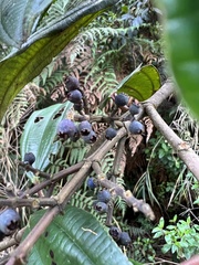 Miconia cundinamarcensis