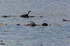 Chrysemys picta marginata