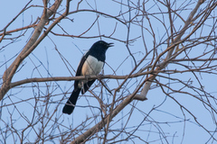 Copsychus mindanensis