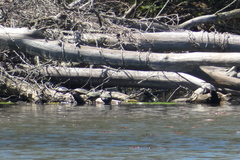 Chrysemys picta marginata