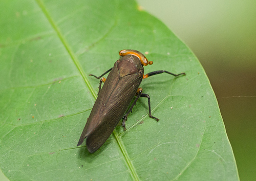 Genus Oeagra · iNaturalist