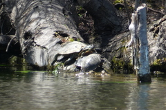 Graptemys geographica