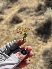 Centrostegia thurberi