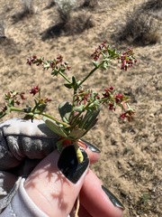 Centrostegia thurberi