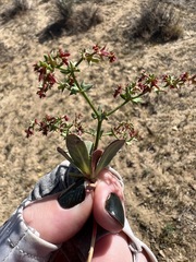 Centrostegia thurberi