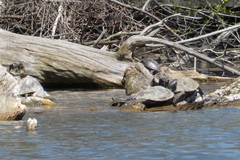 Graptemys geographica