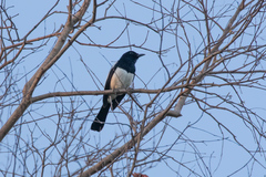 Copsychus mindanensis