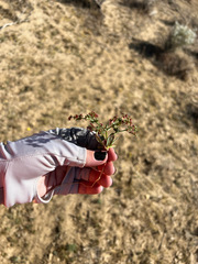 Centrostegia thurberi