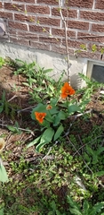 Angiospermae