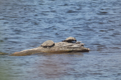 Graptemys geographica