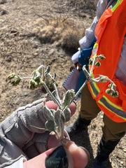 Eriogonum viridescens