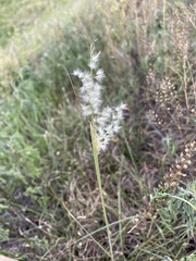 Melinis repens image