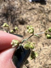 Eriogonum viridescens