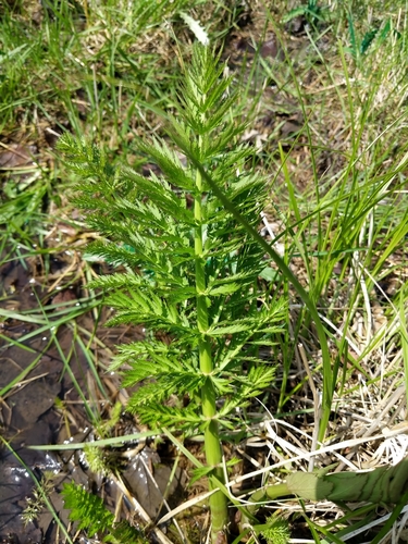 Water parsnip