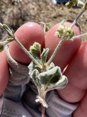 Eriogonum viridescens