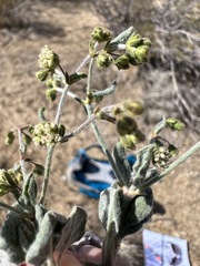 Eriogonum viridescens