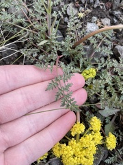 Lomatium vaginatum