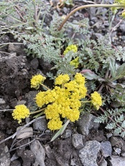 Lomatium vaginatum