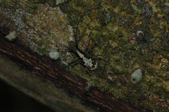 Caciomorpha palliata image