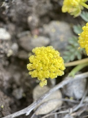 Lomatium vaginatum
